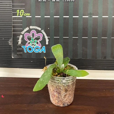 Platy. (veitchii x bifurcatum) 'white & shine' - 1.7 inch plant size reference - square crop