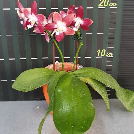 [Bare-root][Import AS-IS] #PA# Phal. Miki Fly Eagle C1 'Edison' 美琪愛迪生 [2.5" BS][Oct Preorder 26]
