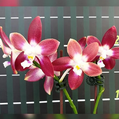 [Bare-root][Import AS-IS] #PA# Phal. Miki Fly Eagle C1 'Edison' 美琪愛迪生 [2.5" BS][Oct Preorder 26]