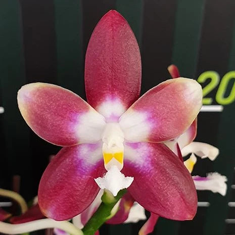 [Bare-root][Import AS-IS] #PA# Phal. Miki Fly Eagle C1 'Edison' 美琪愛迪生 [2.5" BS][Oct Preorder 26]