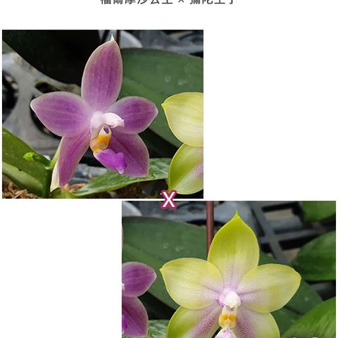Phal. Princess Formosa x Mituo Prince - square crop