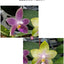 Phal. Princess Formosa x Mituo Prince - square crop