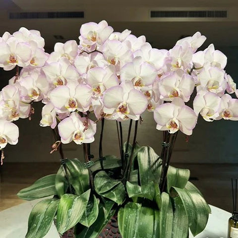 Phal. Taisuco Wonderland - flower 2 - square crop