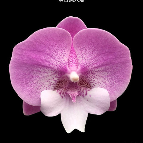 Phal. Lianher Mermaid - square crop