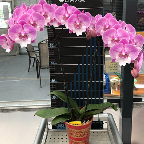 Phal. Lianher Mermaid - flower 2 - square crop