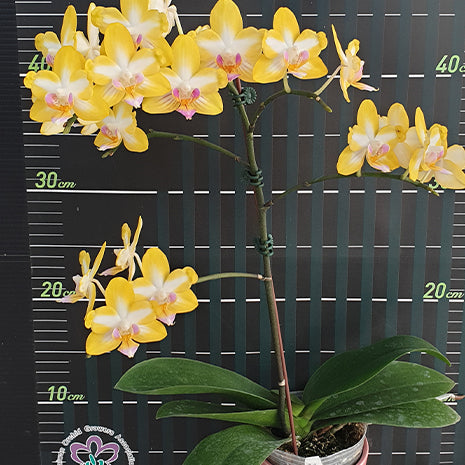 [Bare-root][Import AS-IS] #PA# Phal. Yen Shuai Sweet Girl Peloric 'Promise' 閃亮女孩之約 [2.5" BS][Oct Preorder 26]