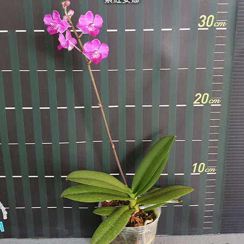 Phal. Memoria Val Rettig 'Violet' - flower 3 - square crop