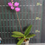 Phal. Memoria Val Rettig 'Violet' - flower 3 - square crop