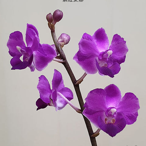 Phal. Memoria Val Rettig 'Violet' - flower 2 - square crop