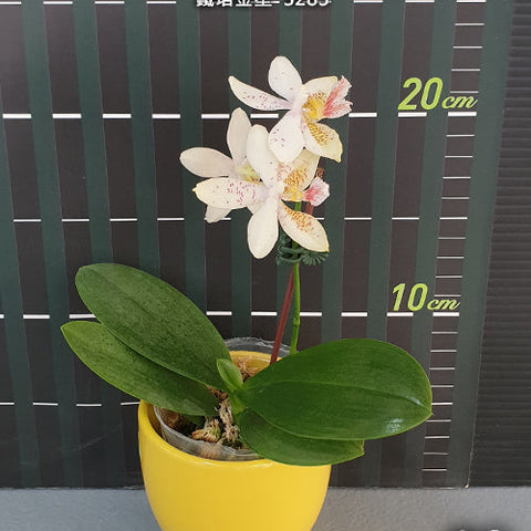 Phal. Tetra Star '3283' - flower 3 - square crop