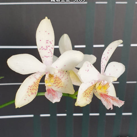 Phal. Tetra Star '3283' - flower 2 - square crop