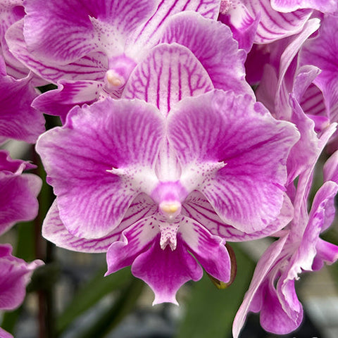 Phal. (Ching Shang Stripe x Sogo Vivien) 'ES' - square crop