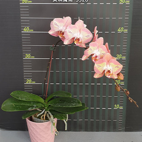 Phal. Leco Fantastic '3328' - flower 3 - square crop