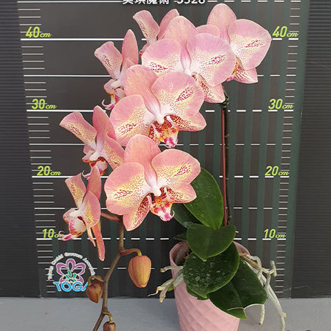 Phal. Leco Fantastic '3328' - flower 2 - square crop