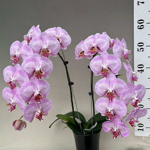 Phal. Taida Prince Pearl 'L1531-1' - flower 2