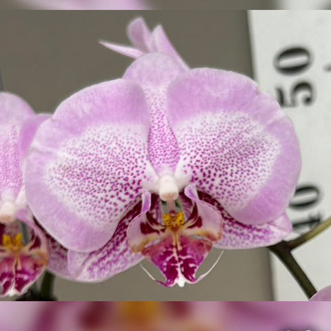 Phal. Taida Prince Pearl 'L1531-1' - square crop