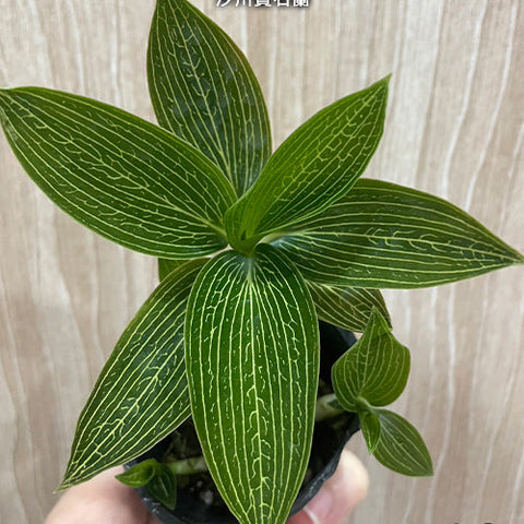 Ludisia discolor var. alba - photo 2 - square crop