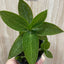 Ludisia discolor var. alba - photo 2 - square crop