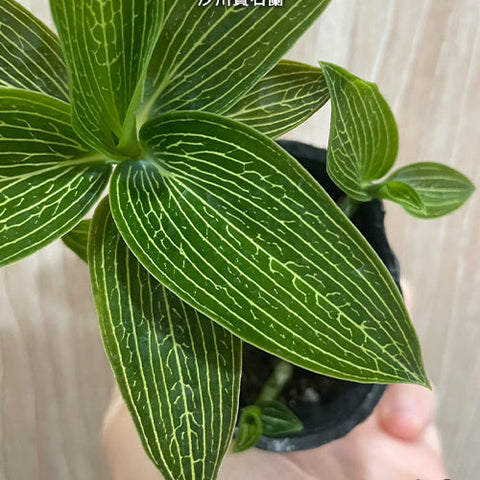 Ludisia discolor var. alba - square crop