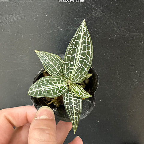 Goodyera hispida - photo 2 - square crop