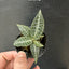 Goodyera hispida - photo 2 - square crop