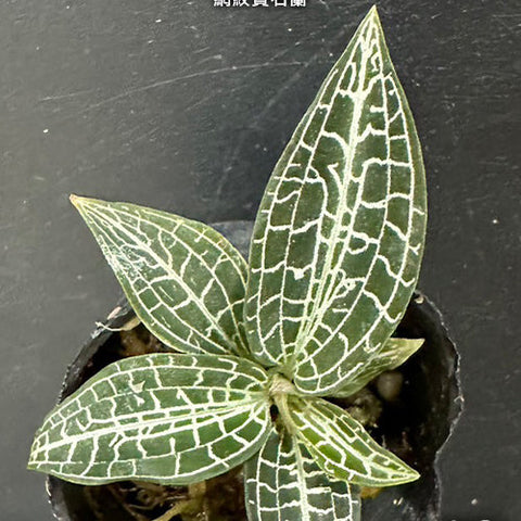 Goodyera hispida - square crop