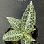 Goodyera hispida - square crop