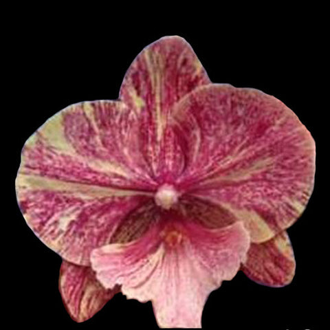 Phal. King Car Marble 'JC717-2' - square crop