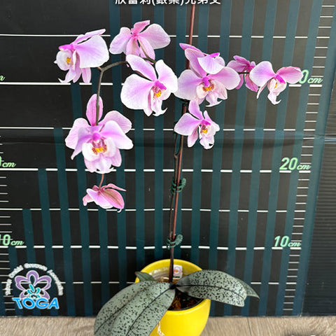 Phal. schilleriana (silver leaves) x sib - flower 3 - square crop
