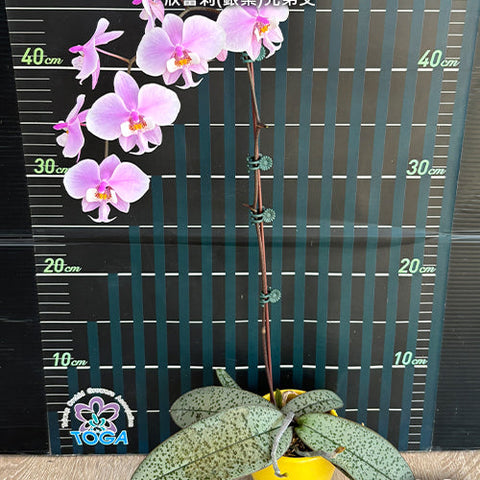 Phal. schilleriana (silver leaves) x sib - flower 2 - square crop