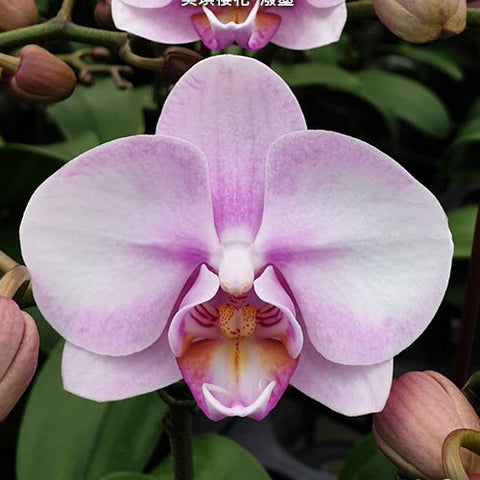 Phal. Miki Sakura 'Splash' - flower 2 - square crop