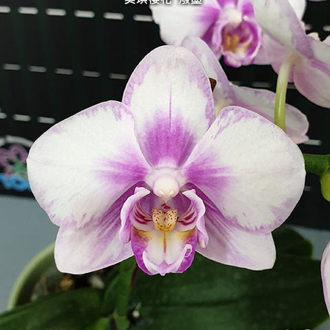 Phal. Miki Sakura 'Splash' - square crop