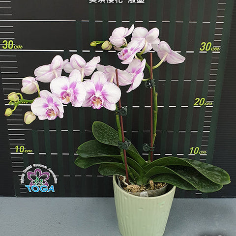 Phal. Miki Sakura 'Splash' - flower 5 - square crop