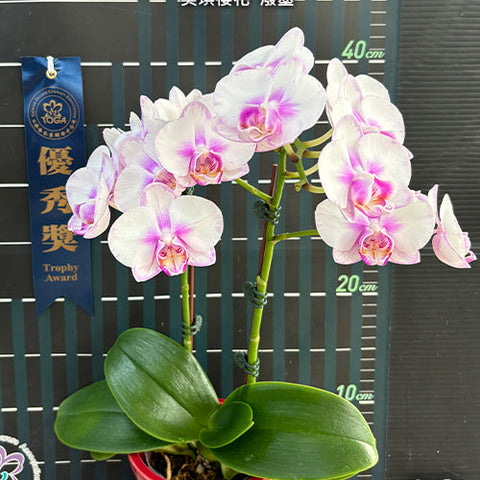 Phal. Miki Sakura 'Splash' - flower 4 - square crop