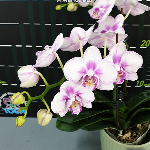 Phal. Miki Sakura 'Splash' - flower 3 - square crop