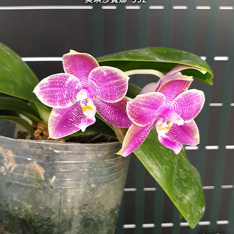 Phal. Miki Sabina '592' - flower 3 - square crop