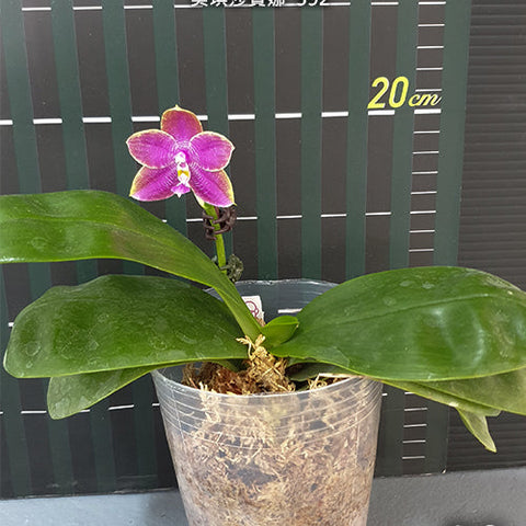 Phal. Miki Sabina '592' - flower 4 - square crop