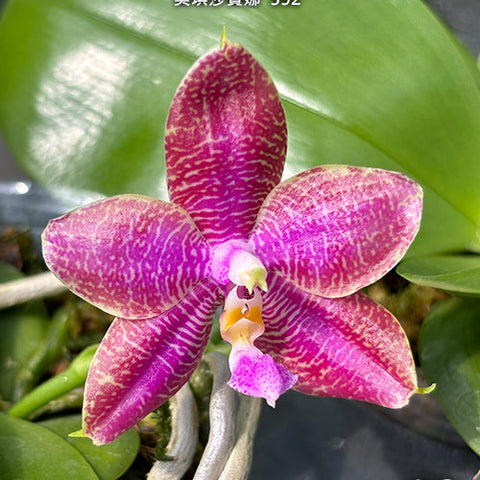 Phal. Miki Sabina '592' - square crop