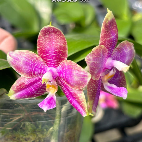 Phal. Miki Sabina '592' - flower 2 - square crop