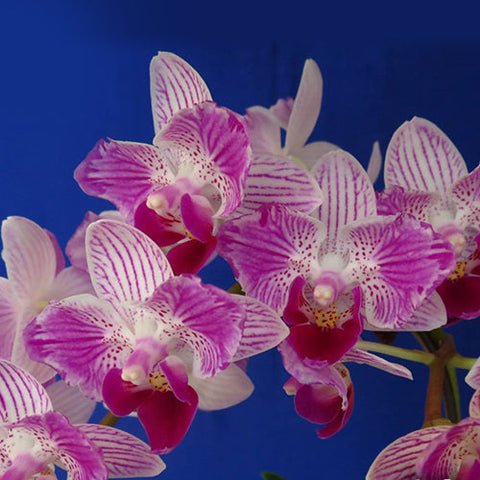 Phal. Sogo Elegance '70475' - square crop