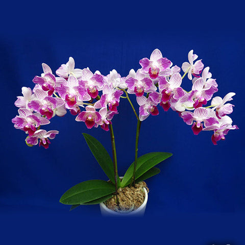 Phal. Sogo Elegance '70475' - flower 2 - square crop