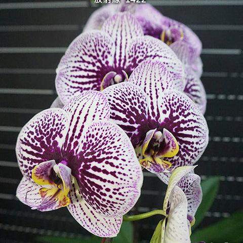 Phal. Miki Radiation '1422' - flower 2