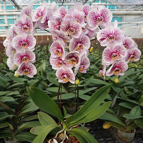 Phal. Miki Radiation '1422' - flower 3