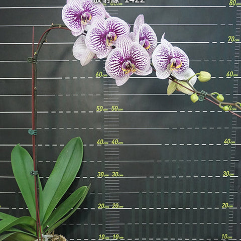 Phal. Miki Radiation '1422' - flower 4