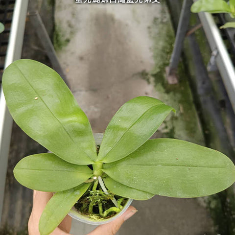 Phal. violacea var. coerulea x sib - 2.5 inch plant size reference - square crop