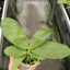 Phal. violacea var. coerulea x sib - 2.5 inch plant size reference - square crop