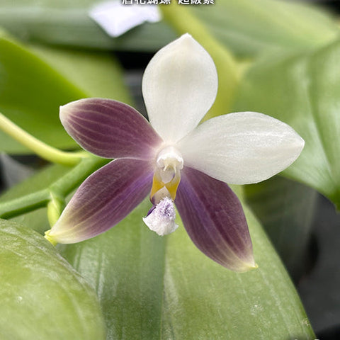 Phal. speciosa 'Super Purple' - flower 2 - square crop