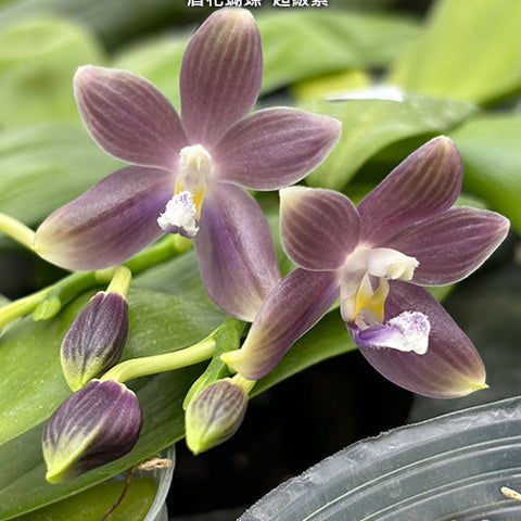 Phal. speciosa 'Super Purple' - square crop