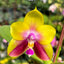 Phal. Meidarland Kaiulani 'Yellow Lion' - square crop