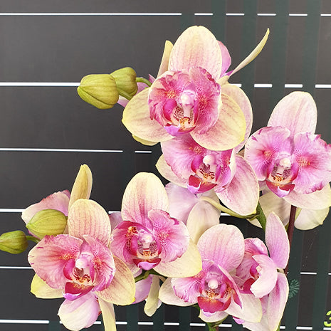 [Bare-root][Import AS-IS] #PA# Phal. Miki Crazy Tune Peloric 美琪狂想曲 [2.5" BS][Oct Preorder 26]